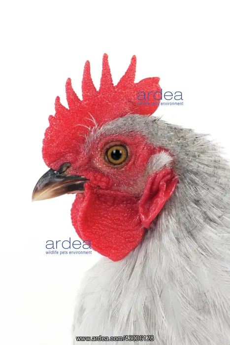  : CHICKEN - Peking bantam