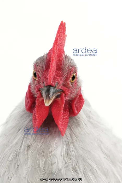  : CHICKEN - Peking bantam