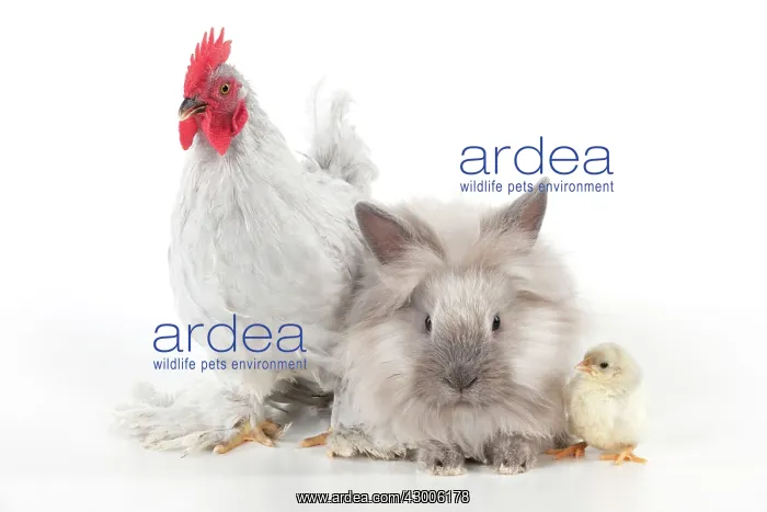 : CHICKEN - Peking bantam : CHICKEN - Peking bantam
