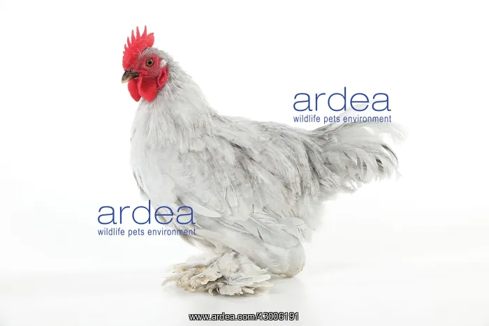  : CHICKEN - Peking bantam