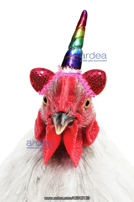: CHICKEN - Peking bantam (head shot) with unicorn horn : CHICKEN - Peking bantam (head shot) with unicorn horn