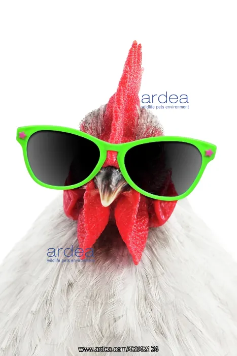 : CHICKEN - Peking bantam (head shot) wearing sunglasses : CHICKEN - Peking bantam (head shot) wearing sunglasses