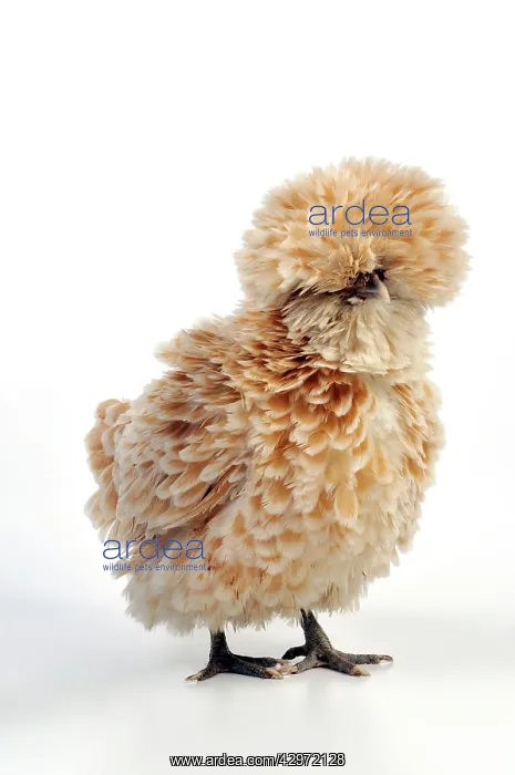 : Chicken - Polish frizzle : Chicken - Polish frizzle
