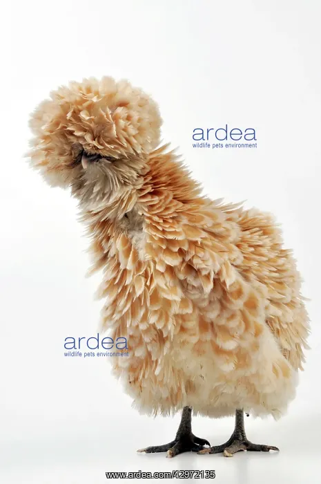 : CHICKEN - Polish frizzle : CHICKEN - Polish frizzle