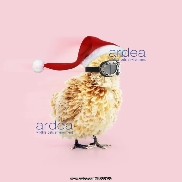  : CHICKEN - Polish frizzle, wearing goggles and