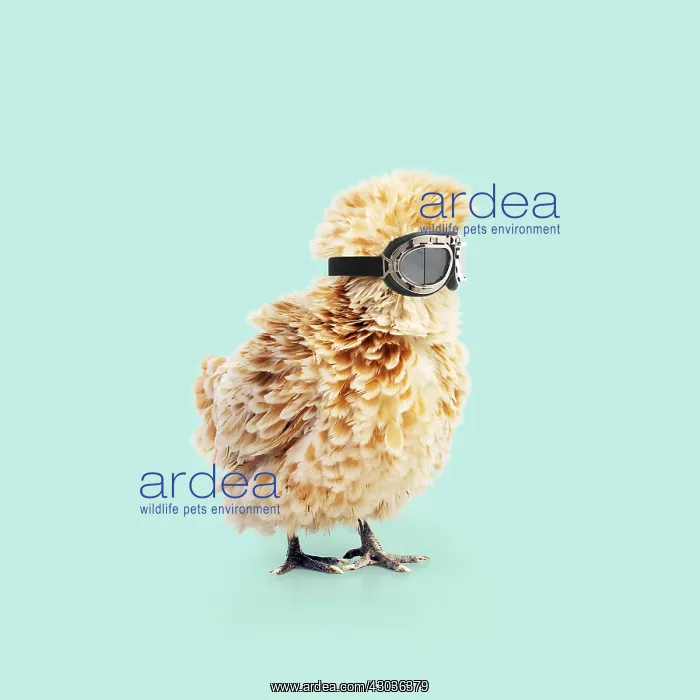 : CHICKEN - Polish frizzle, wearing goggles, funky chicken : CHICKEN - Polish frizzle, wearing goggles, funky chicken