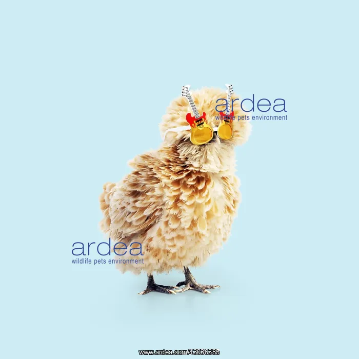 : CHICKEN - Polish frizzle, wearing guitar sunglasses : CHICKEN - Polish frizzle, wearing guitar sunglasses