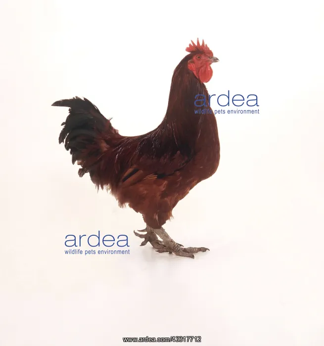 : CHICKEN - portrait : CHICKEN - portrait