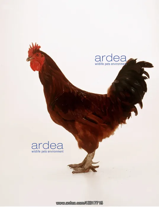 : CHICKEN - portrait : CHICKEN - portrait