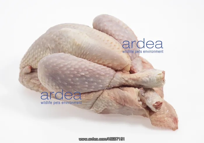 : CHICKEN READY TO COOK against white background : CHICKEN READY TO COOK against white background