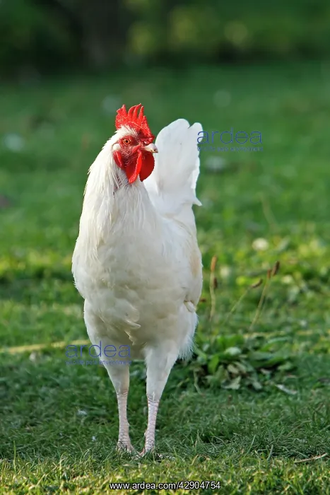  : Chicken - rooster