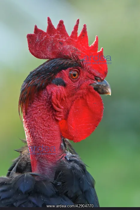  : Chicken - rooster