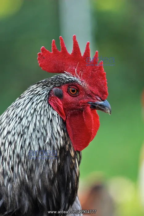  : Chicken - rooster