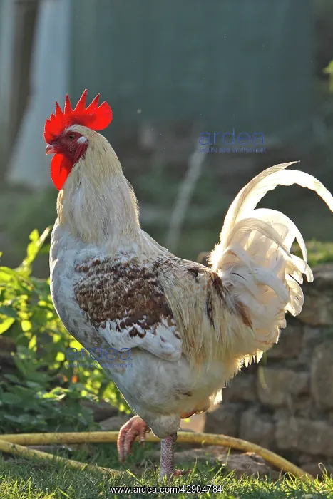  : Chicken - rooster