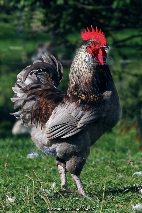  : Chicken - rooster