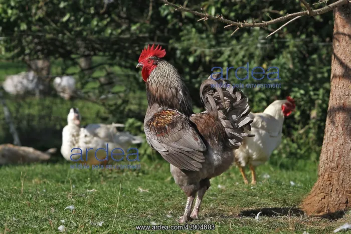  : Chicken - rooster