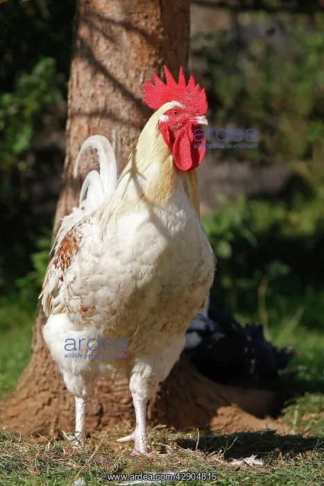  : Chicken - rooster