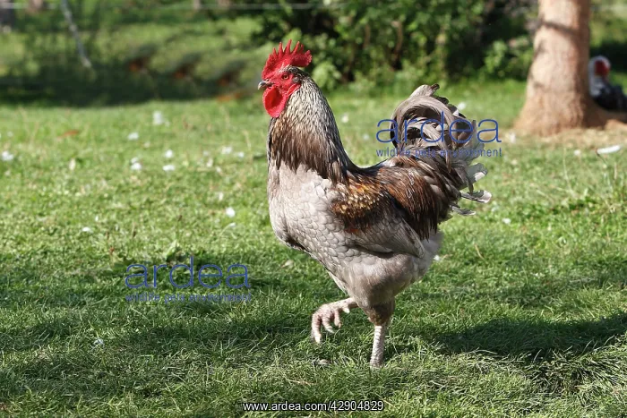  : Chicken - rooster