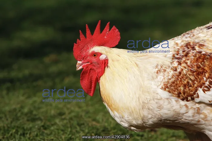  : Chicken - rooster