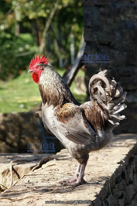  : Chicken - rooster