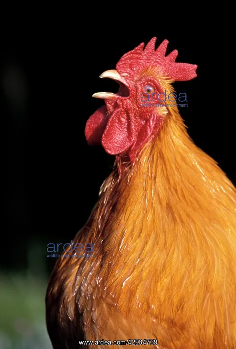 : CHICKEN - Rooster calling : CHICKEN - Rooster calling