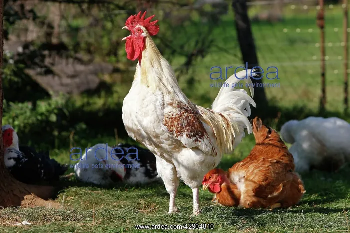  : Chicken - rooster crowing