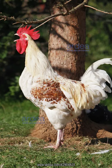  : Chicken - rooster crowing