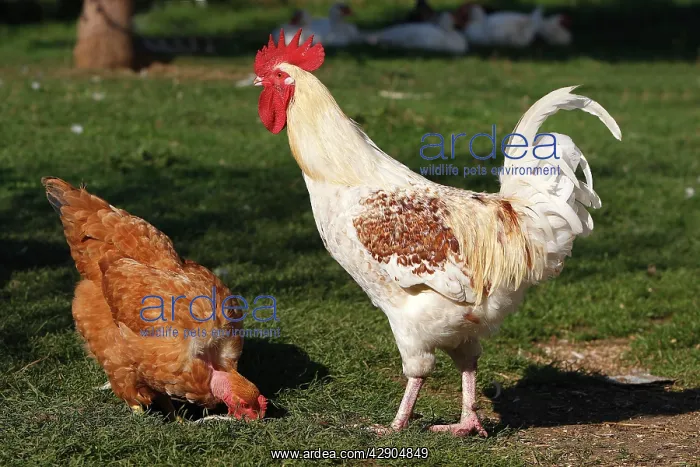 : Chicken - rooster & female : Chicken - rooster & female