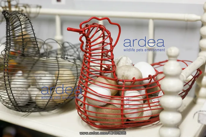 : Chicken-shaped metal baskets holding rocks : Chicken-shaped metal baskets holding rocks