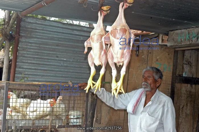 : Chicken shop, south India : Chicken shop, south India