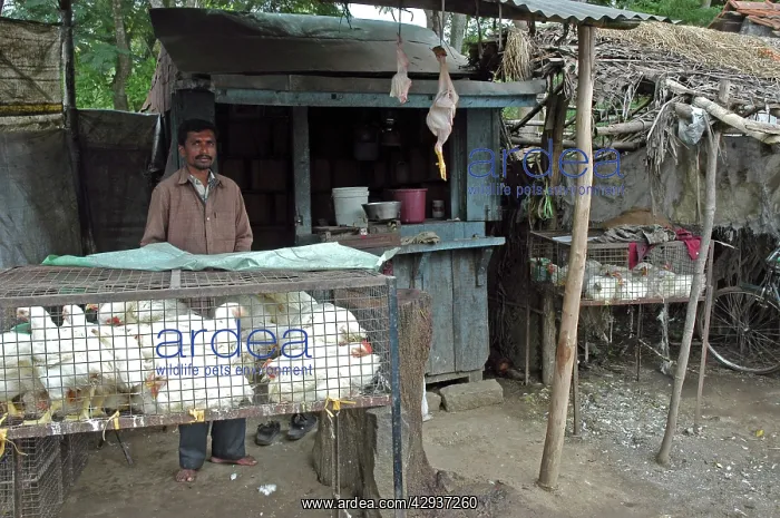 : Chicken shop, south India : Chicken shop, south India