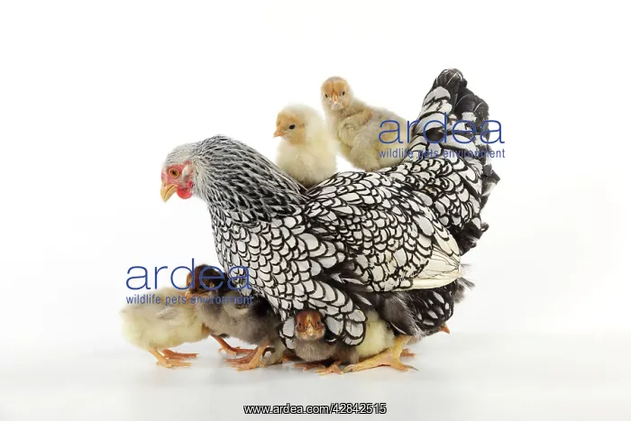  : CHICKEN. Silver laced wyandotte with chicks