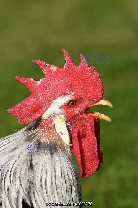 : Chicken - Silver leghorn : Chicken - Silver leghorn