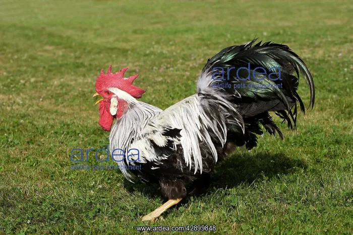 : Chicken - Silver leghorn : Chicken - Silver leghorn