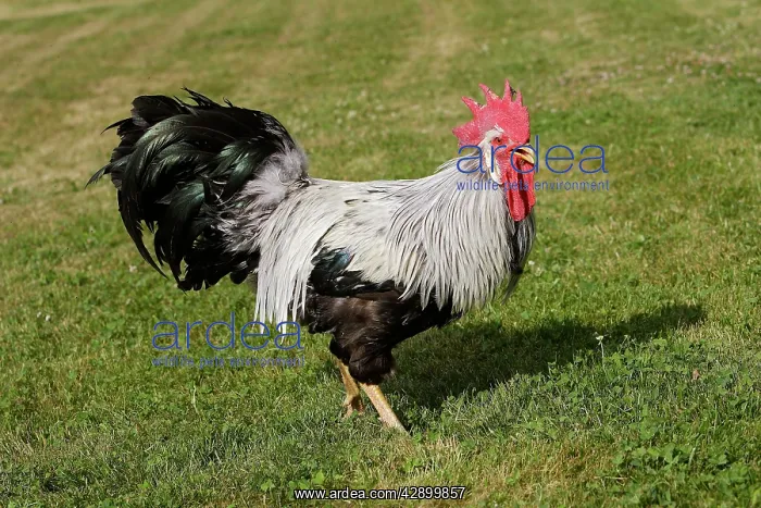 : Chicken - Silver leghorn : Chicken - Silver leghorn
