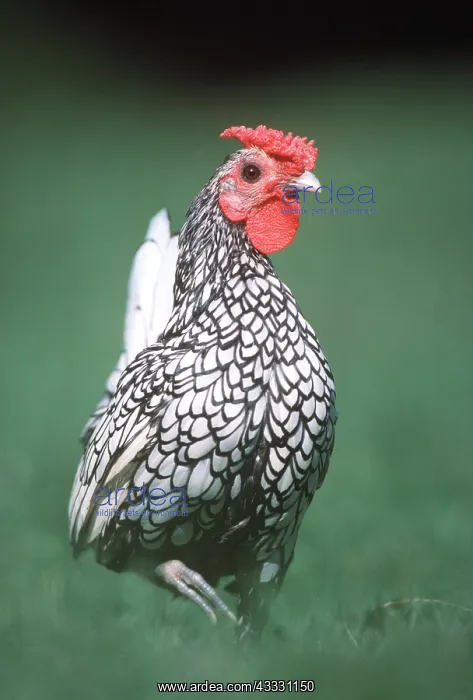 : CHICKEN - Silver Sebright Fowl (Domestic), Male / Cock : CHICKEN - Silver Sebright Fowl (Domestic), Male / Cock