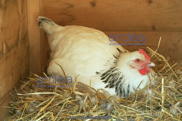 : Chicken - sitting on nest : Chicken - sitting on nest