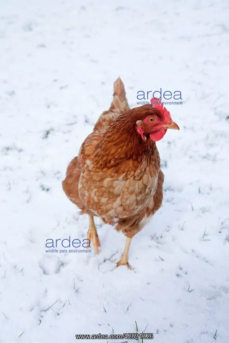  : Chicken - in snow