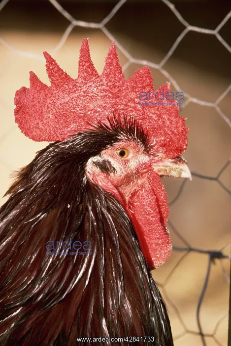 : CHICKEN - Speckled Sussex Fowl by fence : CHICKEN - Speckled Sussex Fowl by fence