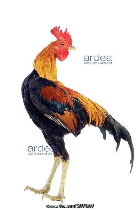  : Chicken - in studio