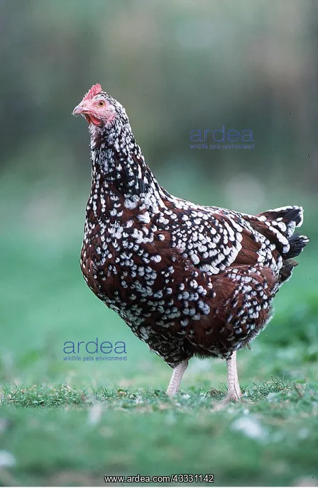 : CHICKEN - Sussex Tricolore, Domestic Hen : CHICKEN - Sussex Tricolore, Domestic Hen