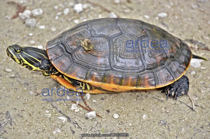 : Chicken Turtle : Chicken Turtle