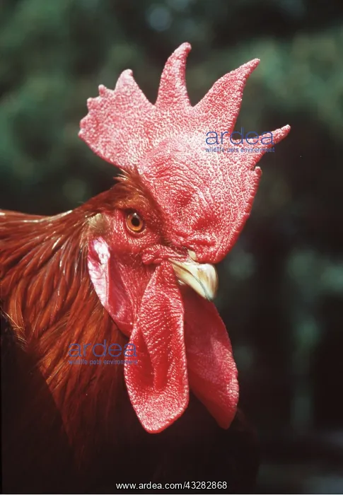 : CHICKEN - Welsummer / wellsummer cockerel - close-up : CHICKEN - Welsummer / wellsummer cockerel - close-up