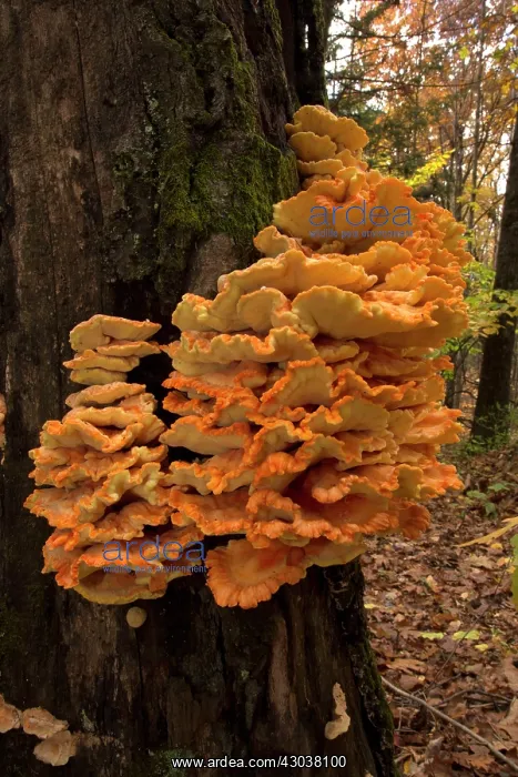 : The Chicken of the Woods Fungus : The Chicken of the Woods Fungus