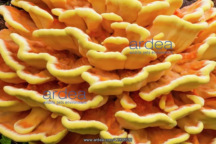 : Chicken of The Woods fungus - brackets on tree stump : Chicken of The Woods fungus - brackets on tree stump