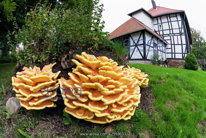 : Chicken of The Woods fungus - brackets on tree stump : Chicken of The Woods fungus - brackets on tree stump