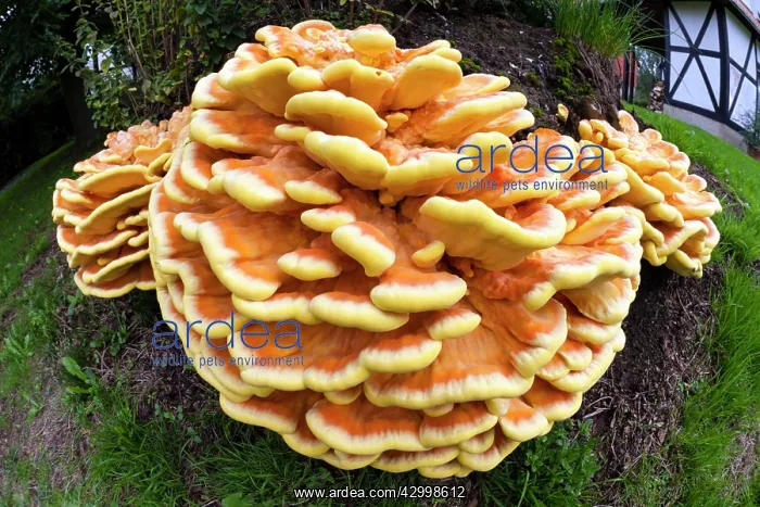 : Chicken of The Woods fungus - brackets on tree stump : Chicken of The Woods fungus - brackets on tree stump