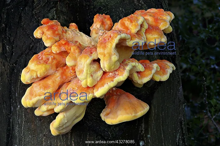 : Chicken Of The Woods (Laetiporus sulphureus) mu : Chicken Of The Woods (Laetiporus sulphureus) mu