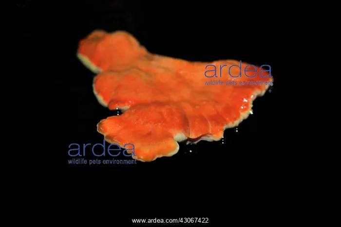 : Chicken of the woods mushroom : Chicken of the woods mushroom
