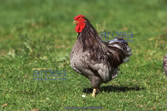  : Chicken - Wyandotte Cock  /  Rooster on grass